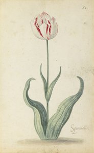"Speramondi" tulipan, fra et album med blomster, ca. 1640