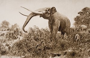 The Chatham Elephant, illustration fra 