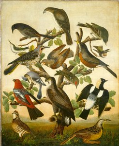 Fugle af American 19th Century