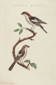 Rød uld af American 19th Century