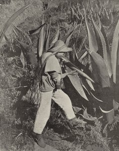 En mexicansk Pulque-samler (s/h-billede) af American Photographer (after)