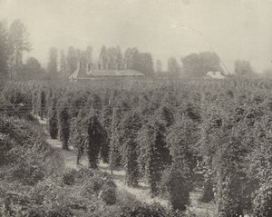 En Washington Hop Yard (B/W -foto) af American Photographer (after)