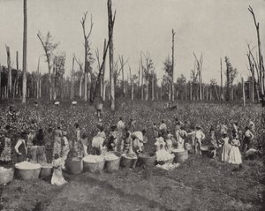 Bomuldsplukning i Mississippi (s/h-billede) af American Photographer (after)