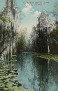Florida River, der viser cyprestræer og mos (foto) af American Photographer (after)