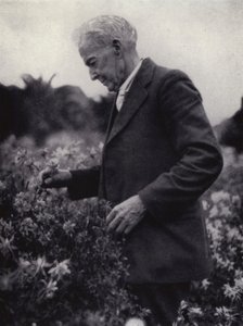 Luther Burbank blandt hans blomster (s/h foto) af American Photographer (after)