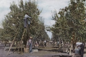 Oregon: Pluk frugt i en Rouge River Valley-plantage (foto) af American Photographer (after)