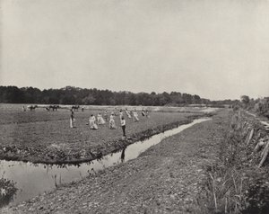 Plantning af ris i North Carolina (s/h foto) af American Photographer (after)