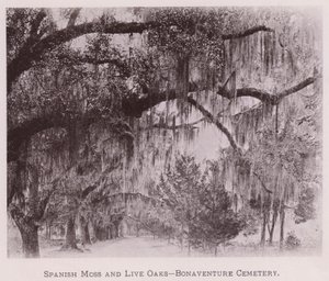 Spanish Moss and Live Oaks, Bonaventure Cemetery (s/h-billede) af American Photographer (after)