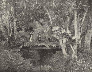 Tropisk scene i staten Vera Cruz, Mexico (s/h-billede) af American Photographer (after)