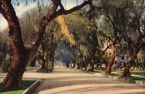 Avenue of Pepper Trees, Pasadena (farvefoto) af American Photographer