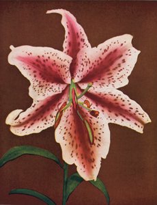 Liljer: Lilium Auratum, Crimson Queen (farvefoto) af American Photographer