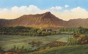 Rismarker, Oahu (farvefoto) af American Photographer