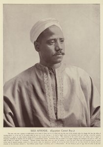 Sied Affende, egyptisk kameldreng