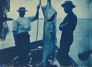 "Tarpon eller sølvkonge", 29. oktober af American Photographer