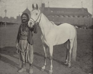 Beduinernes Pris Steed af American Photographer