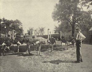 Strudsene af American Photographer