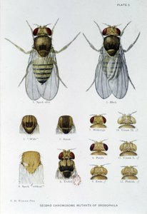 Abeilles - i "" Bidrag til genetik af drosophila melanogaster"", Thomas H. Morgan af American School