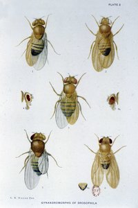 Abeilles - i "" Bidrag til genetik af drosophila melanogaster"", Thomas H. Morgan af American School