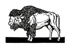 Amerikansk bison fra det gamle vesten af American School
