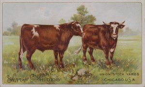 Amerikansk handelskort, der reklamerer for Swift and Company dyrehuder, Union Stock Yards, Chicago, Illinois (farvelitografi) af American School