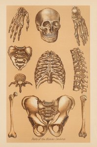 Anatomisk undersøgelse af det menneskelige skelet af American School