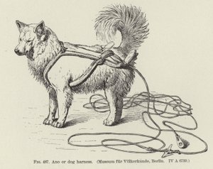 Ano eller hundesele af American School