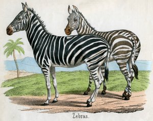 Antik print af zebraer af American School