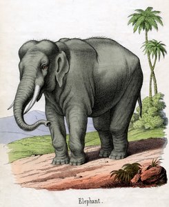 Antik tryk af en elefant af American School