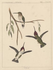 Fugle, tavle XIX, 1855 af American School