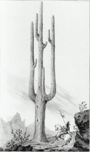 Cereus Giganteus af American School
