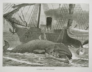 Cutting up the Whale, fra The American Whale Fishery, ca. 1850 (gravering) af American School