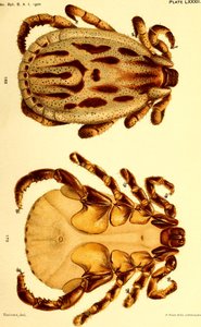 Han Dermacentor reticulatus, illustration fra "Kvægflåter (Ixodoidea) i USA" af American School