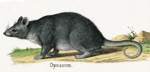 Opossum, fra Dyrenes Naturhistorie af American School