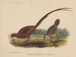 Phasianus Soemmeringh (Temminck) af American School