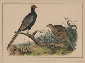 Phasianus Versicolor (Vieillot) af American School