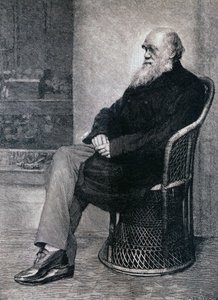 Portræt af Charles Darwin af American School