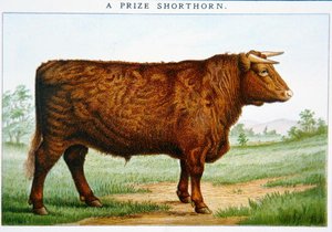 Præmie Shorthorn Bull (farve litho) af American School