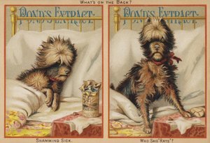 Syg hund i seng af American School