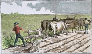 Sodbusters of the American West, ca. 1880 (farvet gravering) af American School