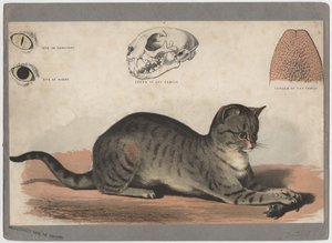 Katten af American School