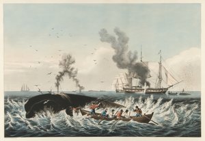 The Whale Fishery - Angreb på en 