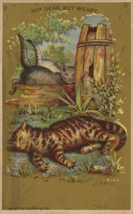 Tre trætte katte. af American School