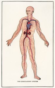 Vintage anatomisk tryk af det menneskelige kredsløbssystem af American School