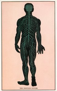 Anatomisk vintagetryk af det menneskelige nervesystem af American School