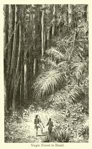 Virgin Forest i Brasilien af American School