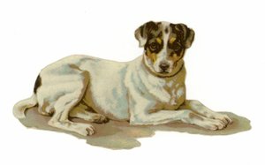 Ung hund liggende af American School