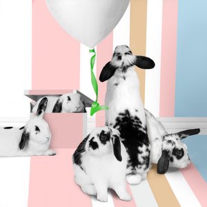 Bunnies 01, 2018 (fotografering) af Ana Carolina Tavares Mizrahi