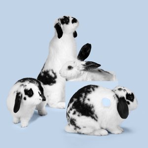 Bunnies 03, 2018 (fotografering) af Ana Carolina Tavares Mizrahi