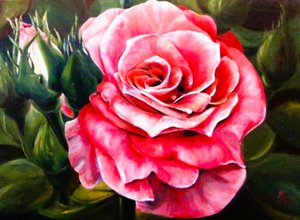 En strålende lyserød rose i fuldt flor