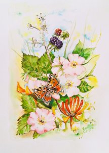 Vilde blomster og sommerfuglehave